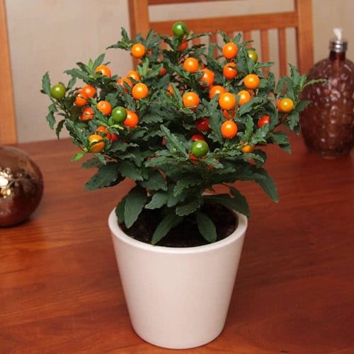 Victorian Era Indoor Plants