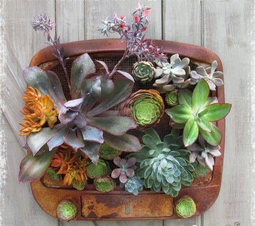 DIY Succulent Planter Ideas 6