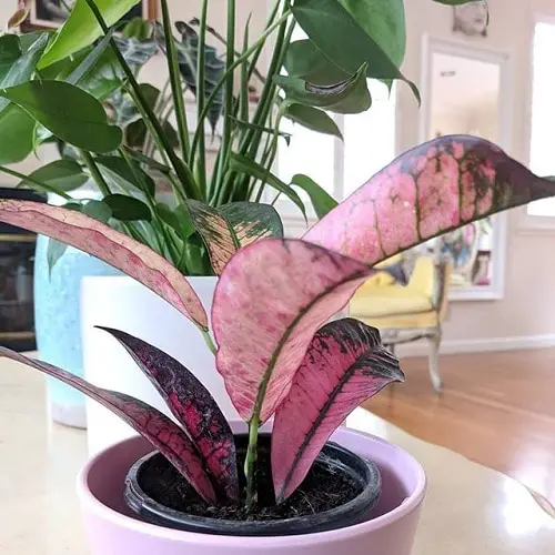 Pink Houseplants 23