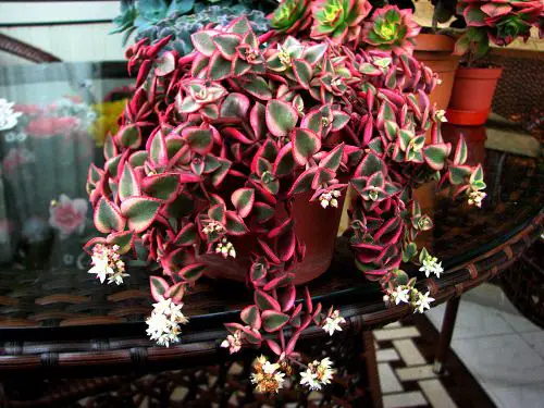 lovely Jade plant varieties for gardens
