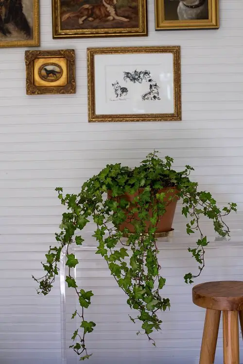 Victorian Era Houseplants