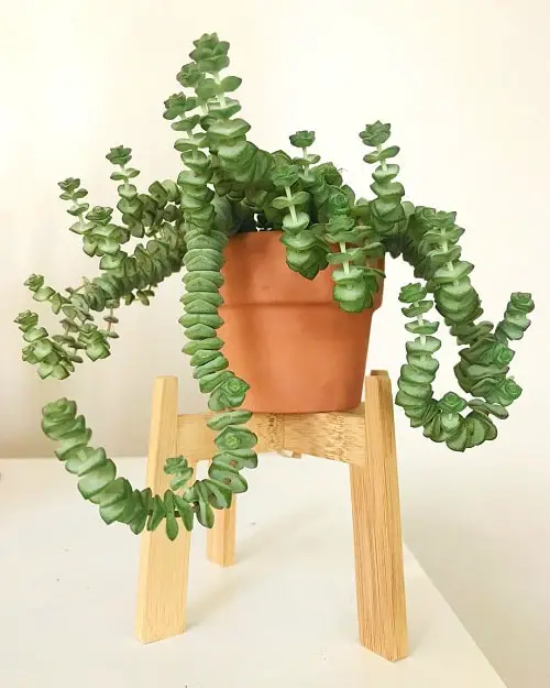top Favourite Hanging String Succulents
