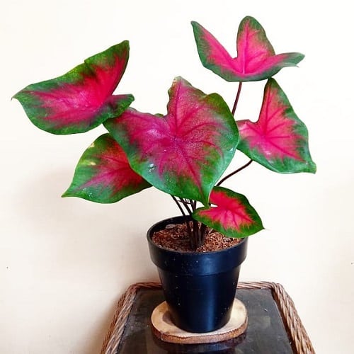 Most Beautiful Types of Caladiums 45