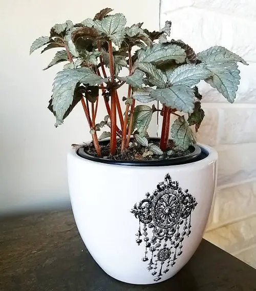 Pilea Types and Varieties 8