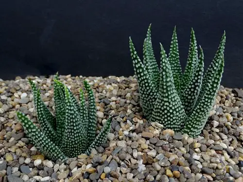 Different Types of Zebra Plants 7