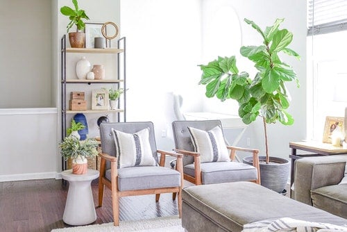 Indoor Fiddle Leaf Fig Decor Ideas 15