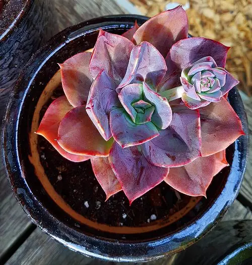 Houseplants with Blue Leaves 8
