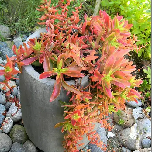 beautiful Types of Jade Plants 
