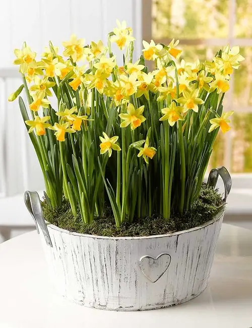 amazing Lovely Blossoms that Stand for Family