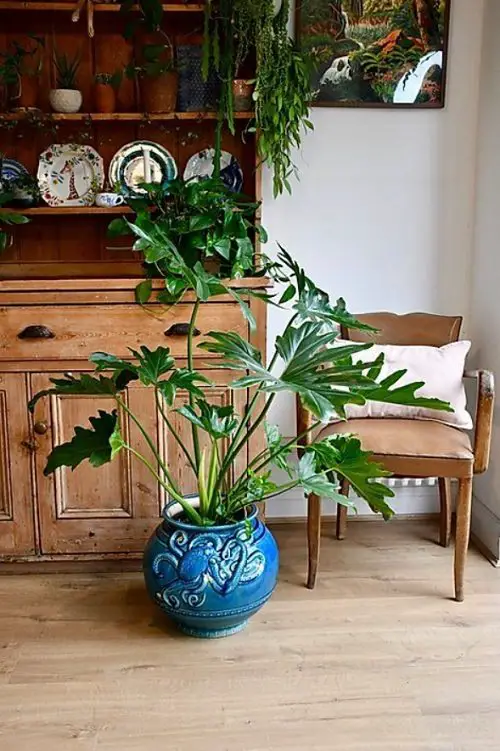 Houseplants of Victorian Era 7