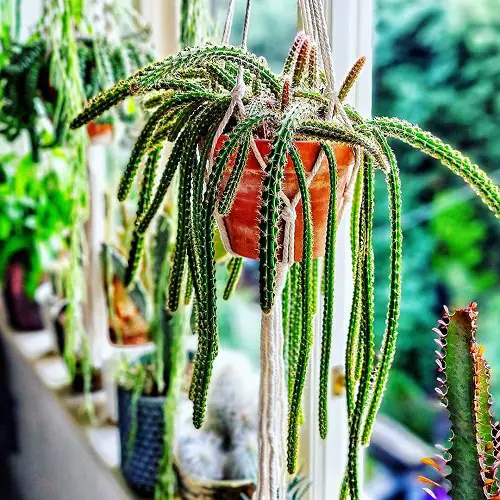String Succulents that Hang 