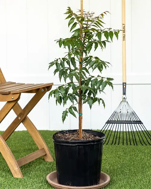 Mosquito Repelling Plants