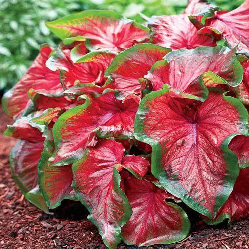 Most Beautiful Types of Caladiums 47