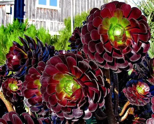 Best Aeonium Types 11