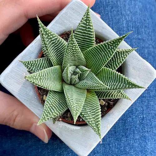Different Types of Zebra Plants 8