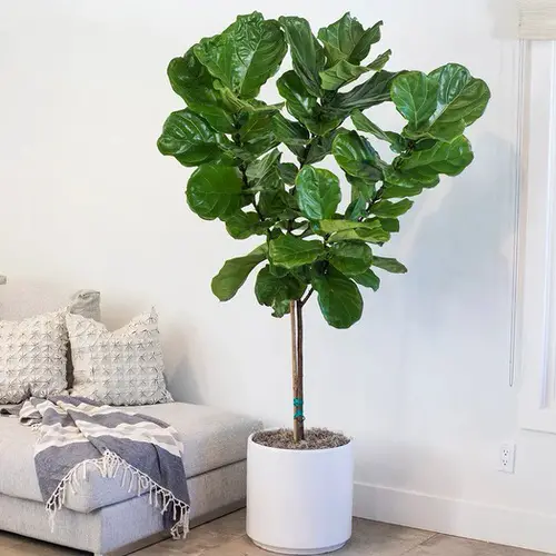 Indoor Fiddle Leaf Fig Decor Ideas 16