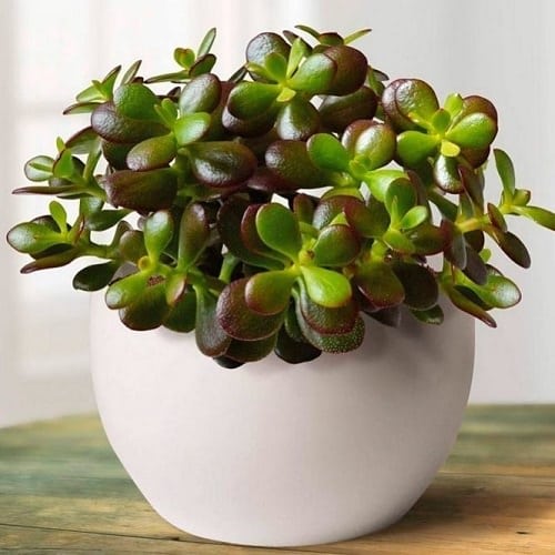 Jade plant varieties 
