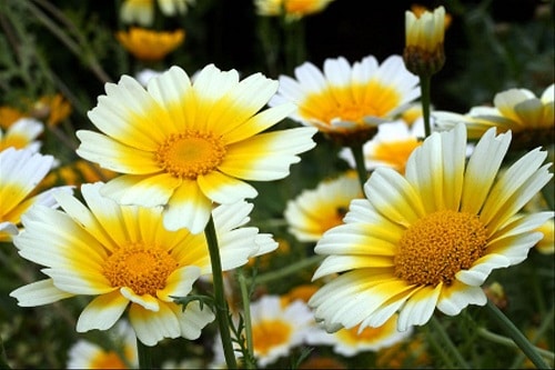 Edible Flowers for Cakes 9