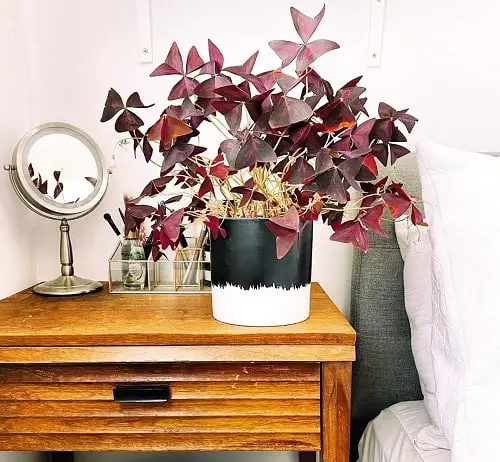Houseplants for Girls Room 10