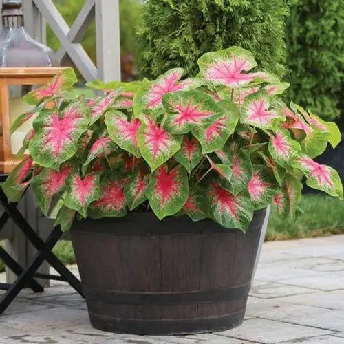 Most Beautiful Caladiums 9