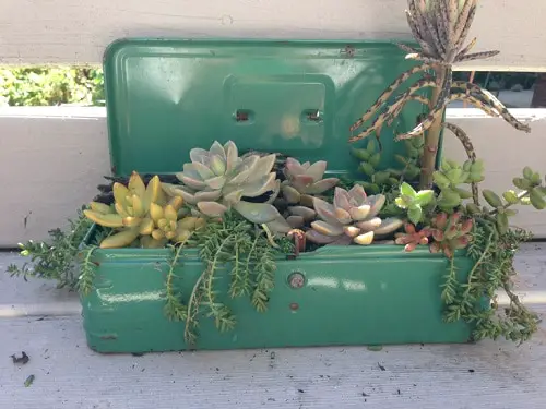 Combinations of Succulents Indoors 4
