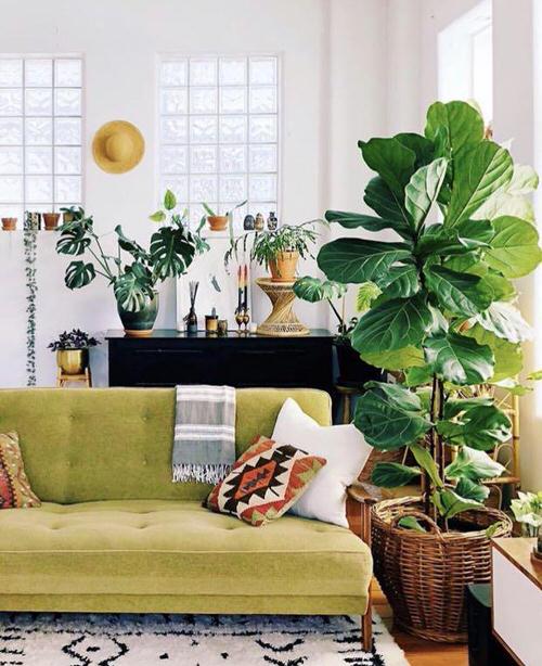 Fiddle Leaf Fig Decor Ideas 9