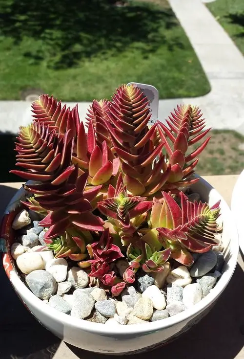 best Jade plant varieties 