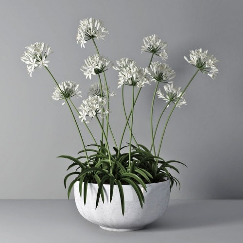 Types of Indoor Plants 4