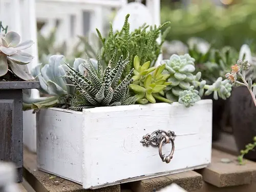 Indoor Succulent Combination Ideas 4