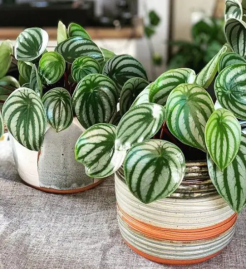 Variegated Indoor Plants lovely pot