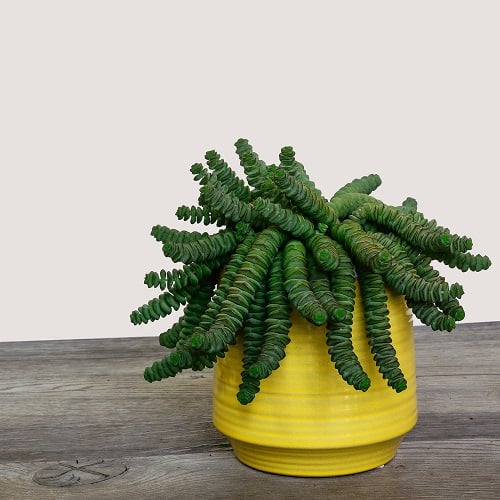 Amazing Jade plant varieties 