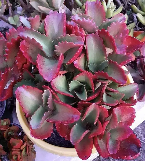 Pink Houseplants 25