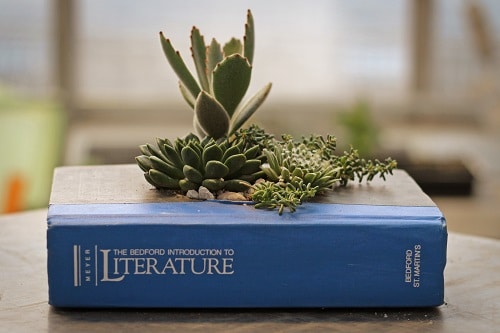 Combinations of Succulents Indoors 5