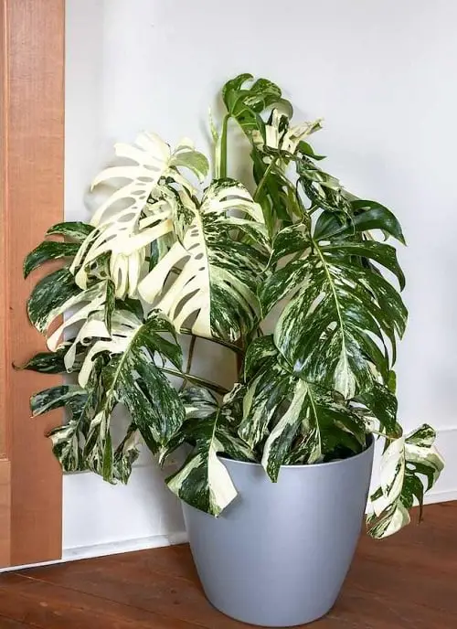 Variegated Indoor Plants 19