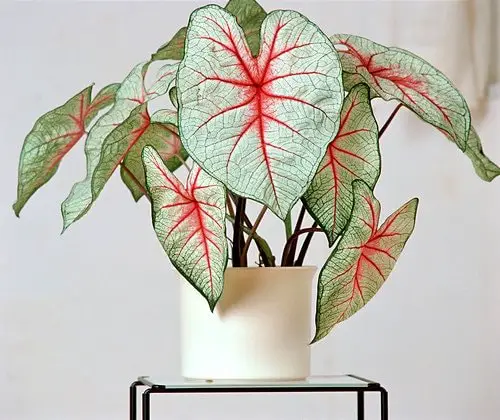 top Stunning Houseplants with Red Stripes