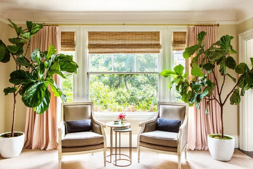 Fiddle Leaf Fig Decor Ideas 10