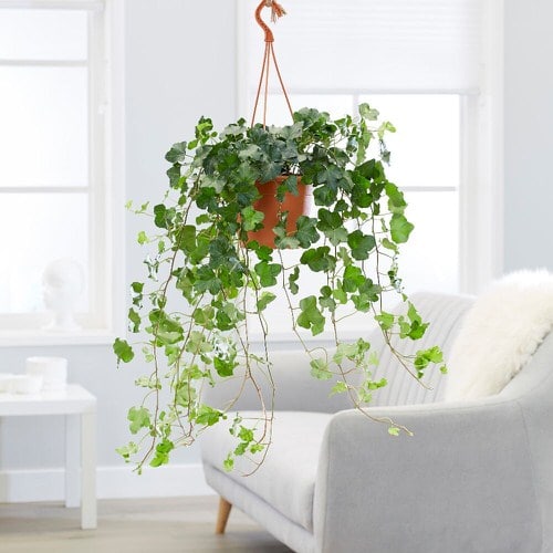 Healing Houseplants that can Improve your Health 3