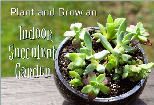 DIY Succulent Planter Ideas