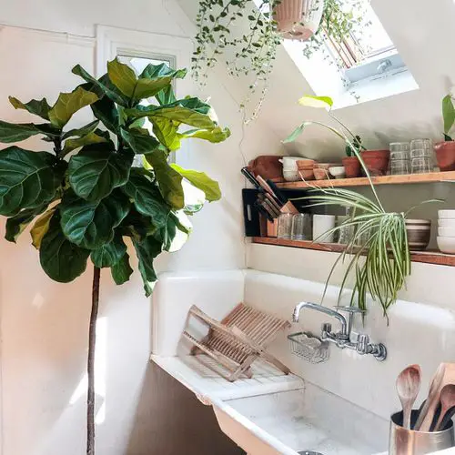 Fiddle Leaf Fig Decor Ideas
