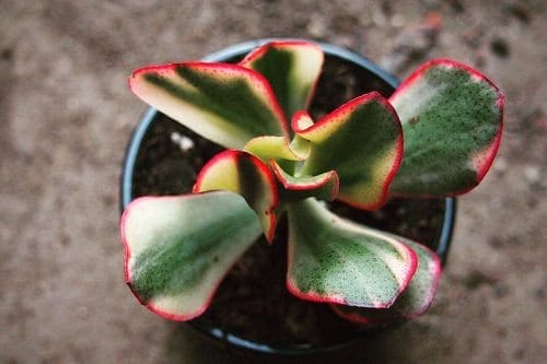 top Best Types of Jade Plants