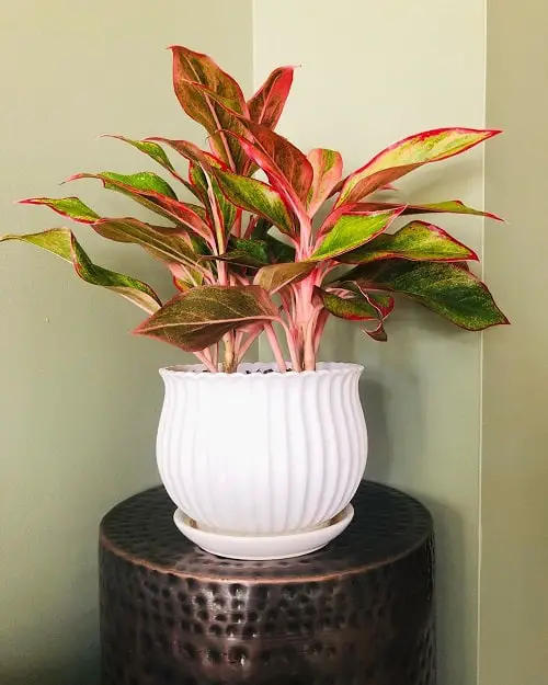 Types of Indoor Plants 8