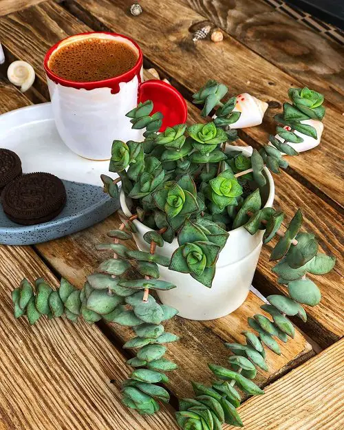 Best String Succulents that Hang