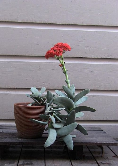 Best Jade Flower Variety 