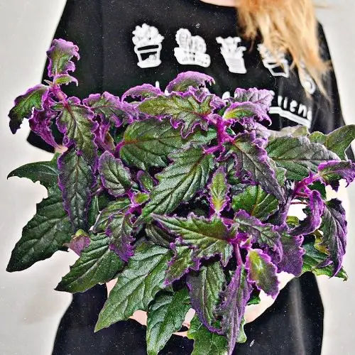 Houseplants for Girls Room 12