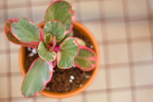 Pretty Pink Houseplants 26