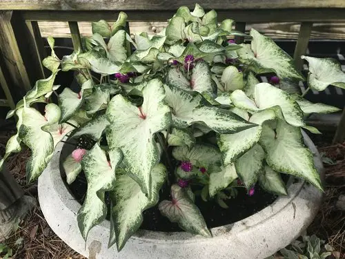 Most Beautiful Types of Caladiums 51