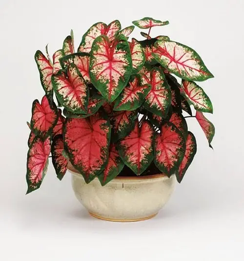 Most Beautiful Caladiums 11