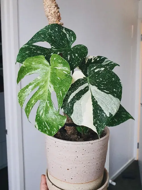amazing Variegated Indoor Plants 21