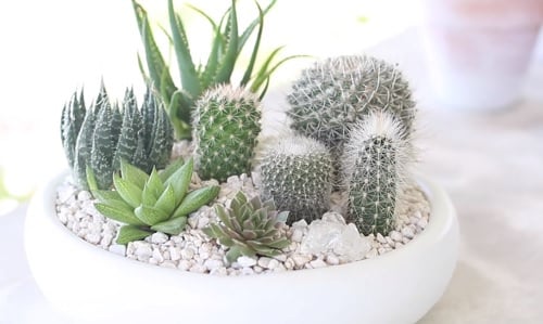 Indoor Succulent Combination Ideas 5
