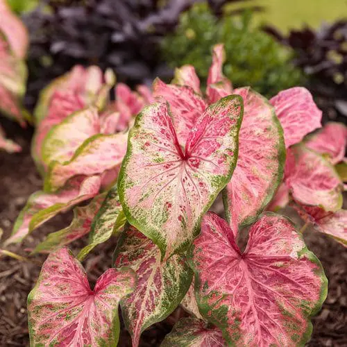 Most Beautiful Types of Caladiums 53